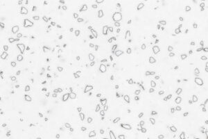 Декор QD212 Dalmatian